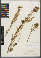 Foto von Salix triandra subsp. triandra L.